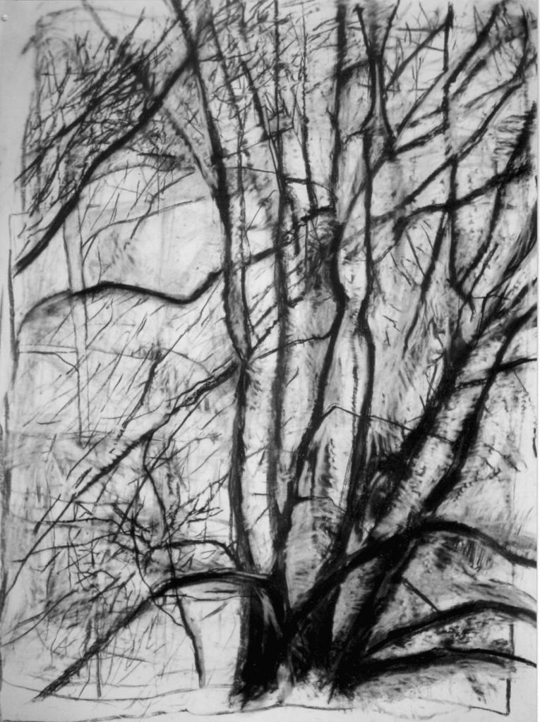 Tree 1 Winter 1996 Fusain 145 X 110