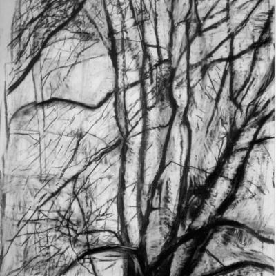 Tree 1 Winter 1996 Fusain 145 X 110